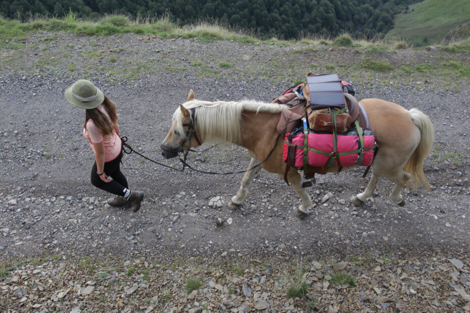 Wanderritt-Packpferd-von-oben